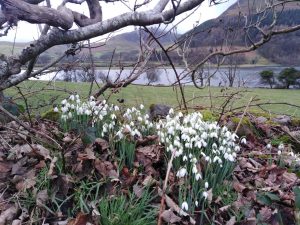 snowdrops